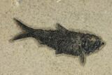 Mioplosus Aspiration (Died Choking On Prey) Fossil - Wyoming #151609-3